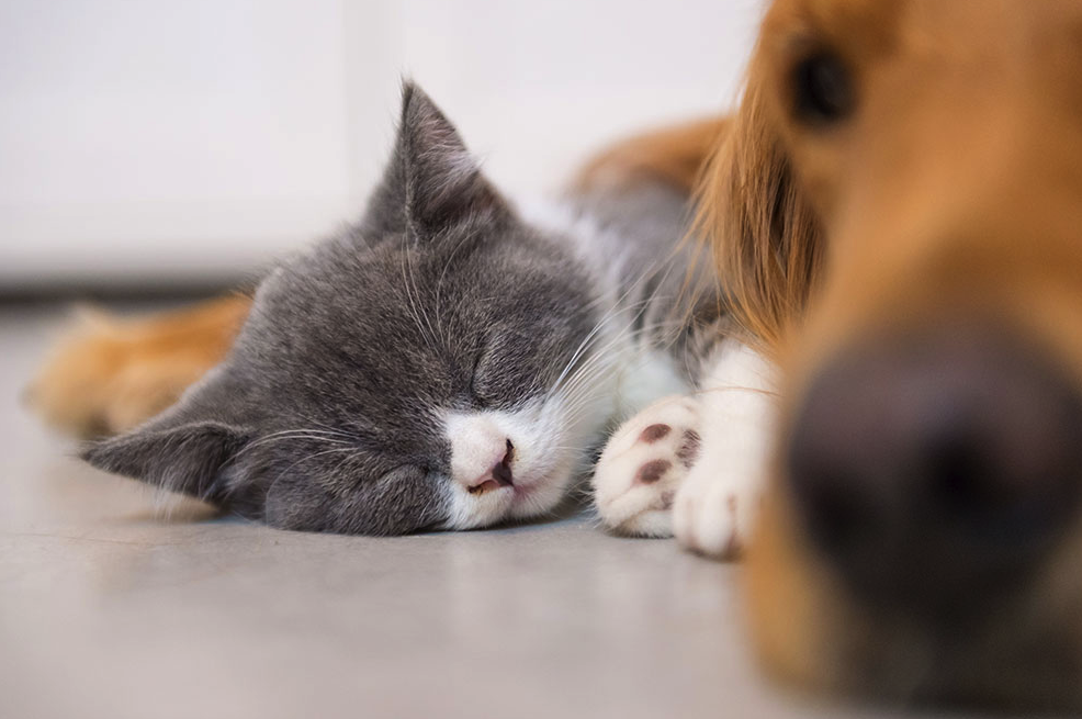 Why concrete flooring is amazing for pet owners